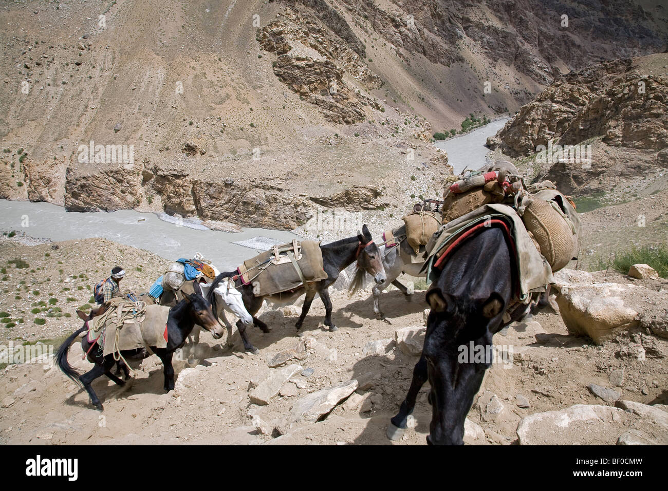 Pack of mules and horses. Near Mune. Zanskar. India Stock Photo Alamy