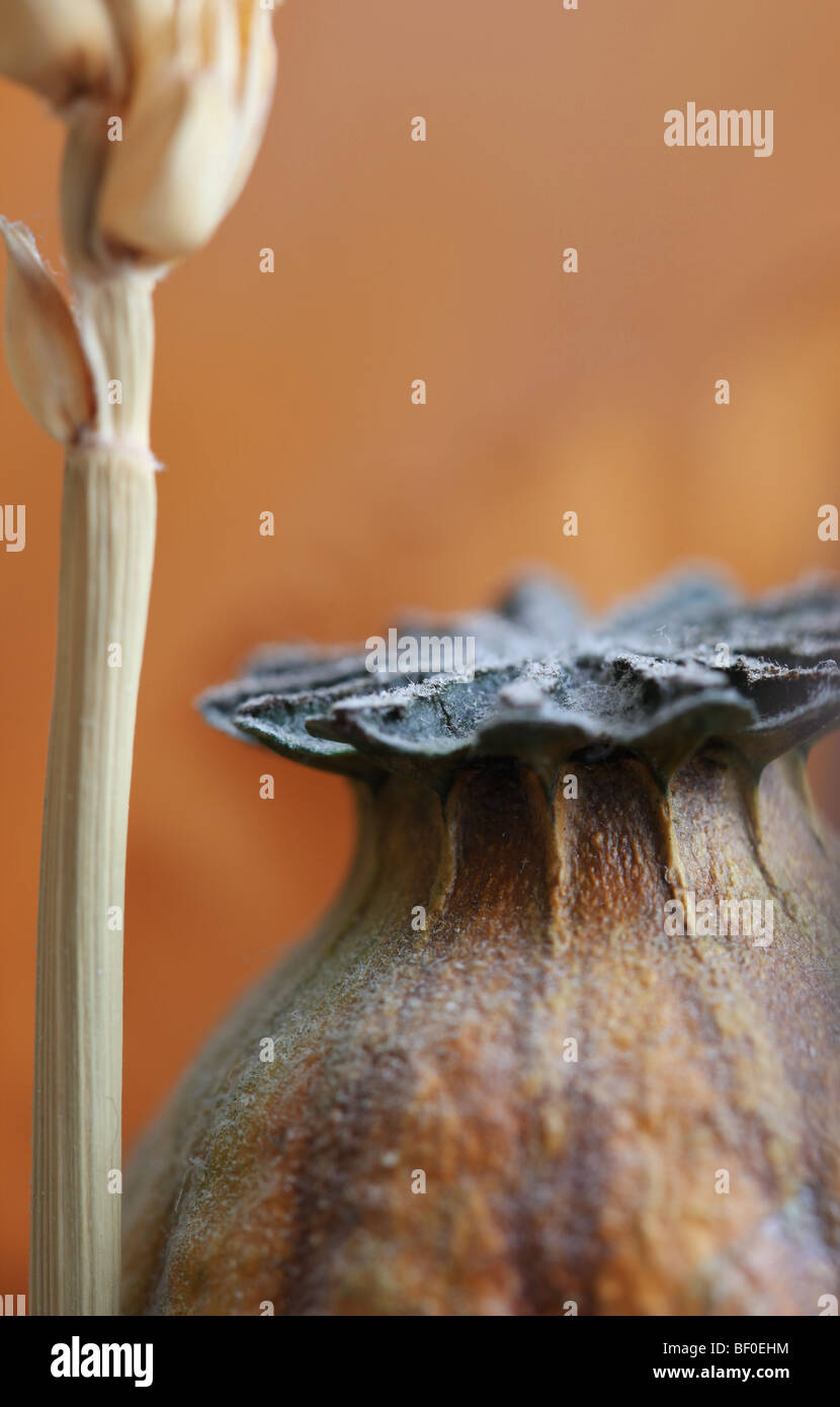 Dried poppy seed heads hires stock photography and images Alamy
