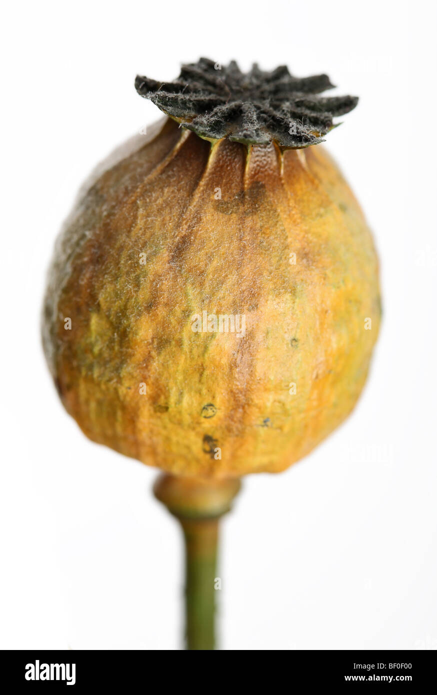 Dried poppy seed heads hi-res stock photography and images - Alamy