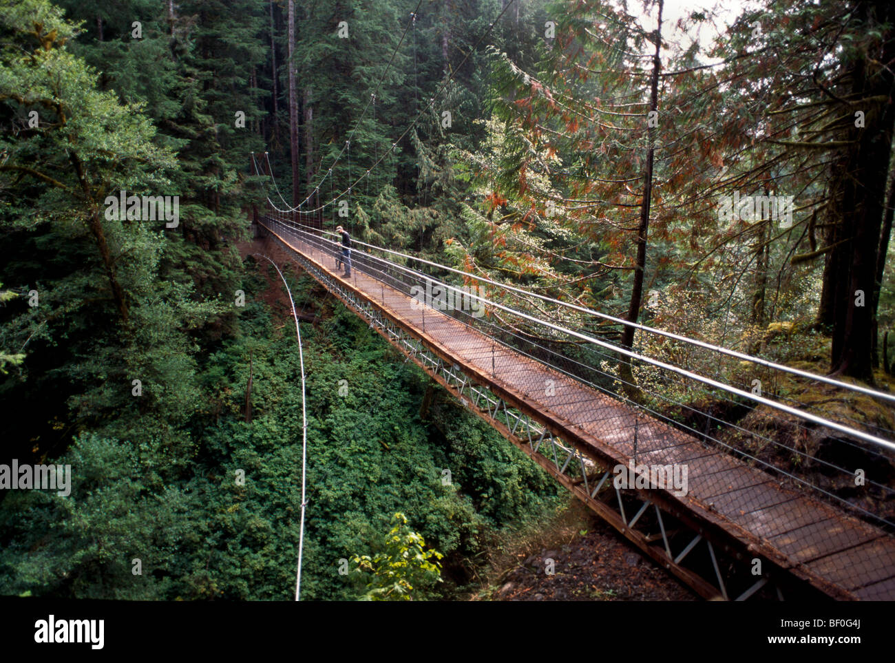 View of Drift Creek Falls Suspension Bridge, Siuslaw National Forest