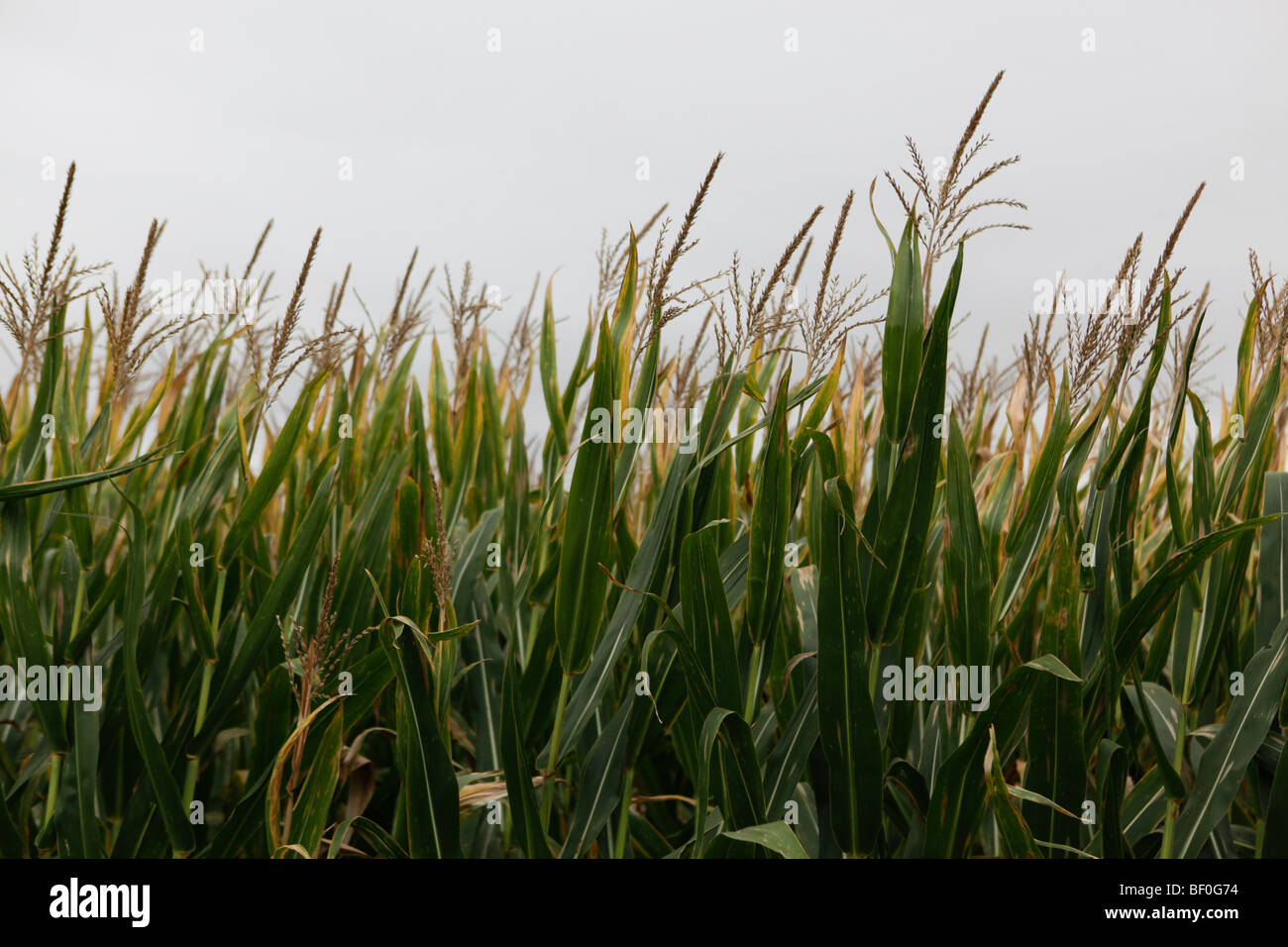 Corn field outside of Kokomo, Indiana Stock Photo Alamy