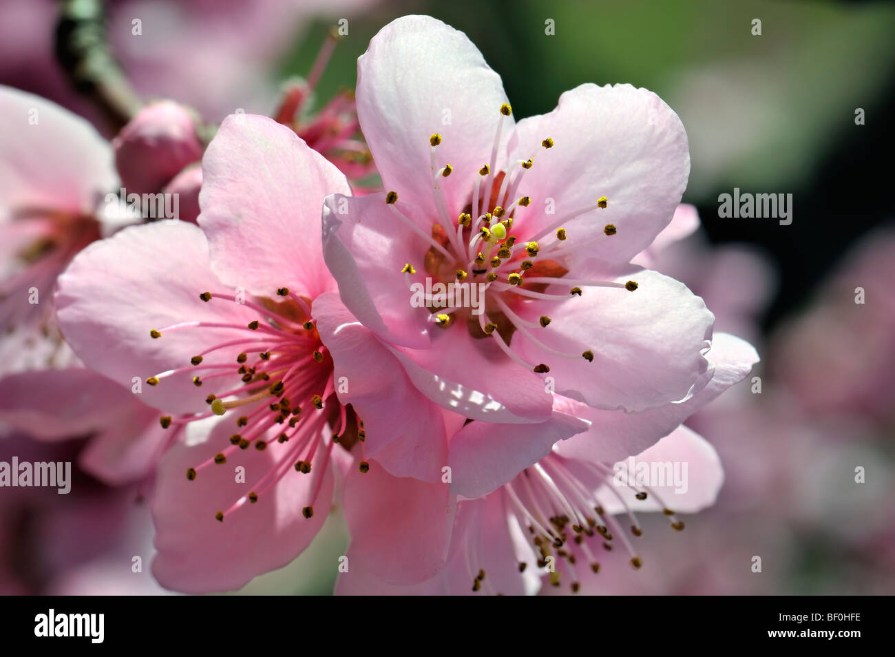 Peach trees and flowers, Roussillon, France. Stock Photo