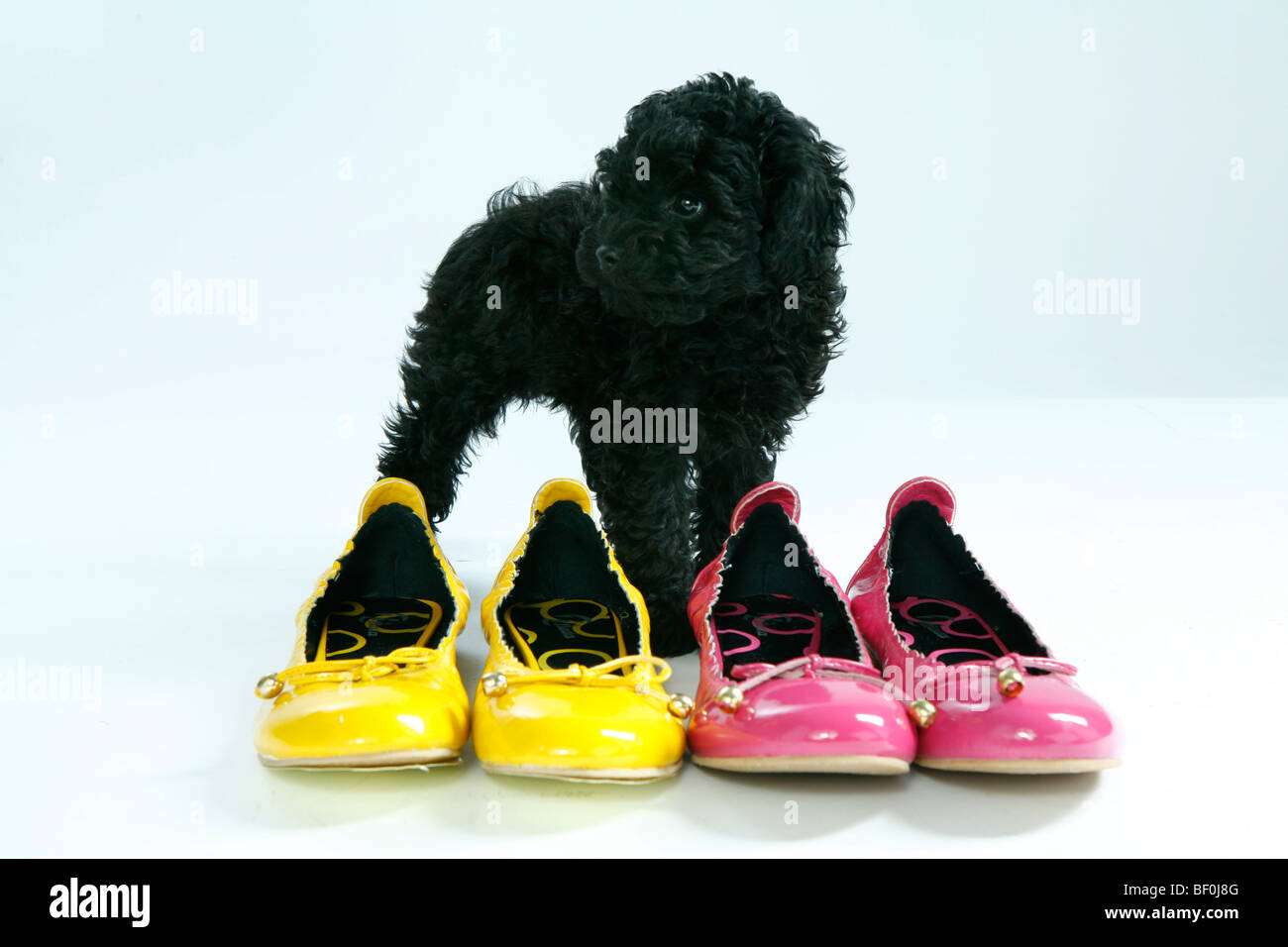 black dog shoes