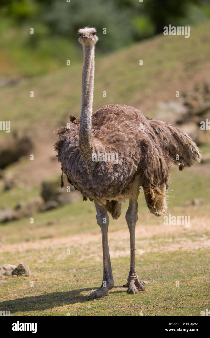 Ostrich - Struthio camelus Stock Photo