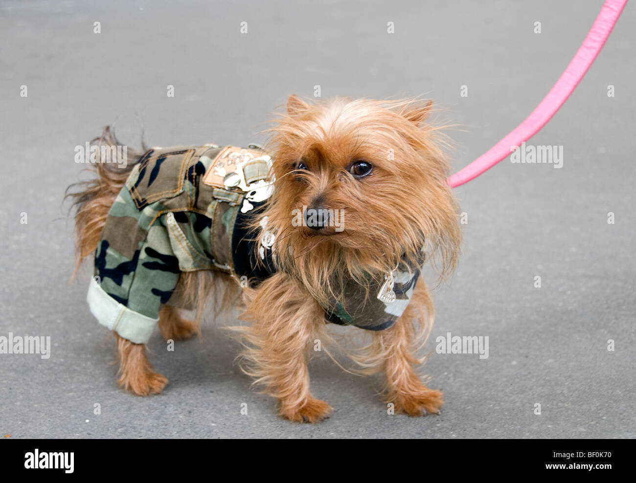 Fashion Paris France French small dog little cute Stock Photo
