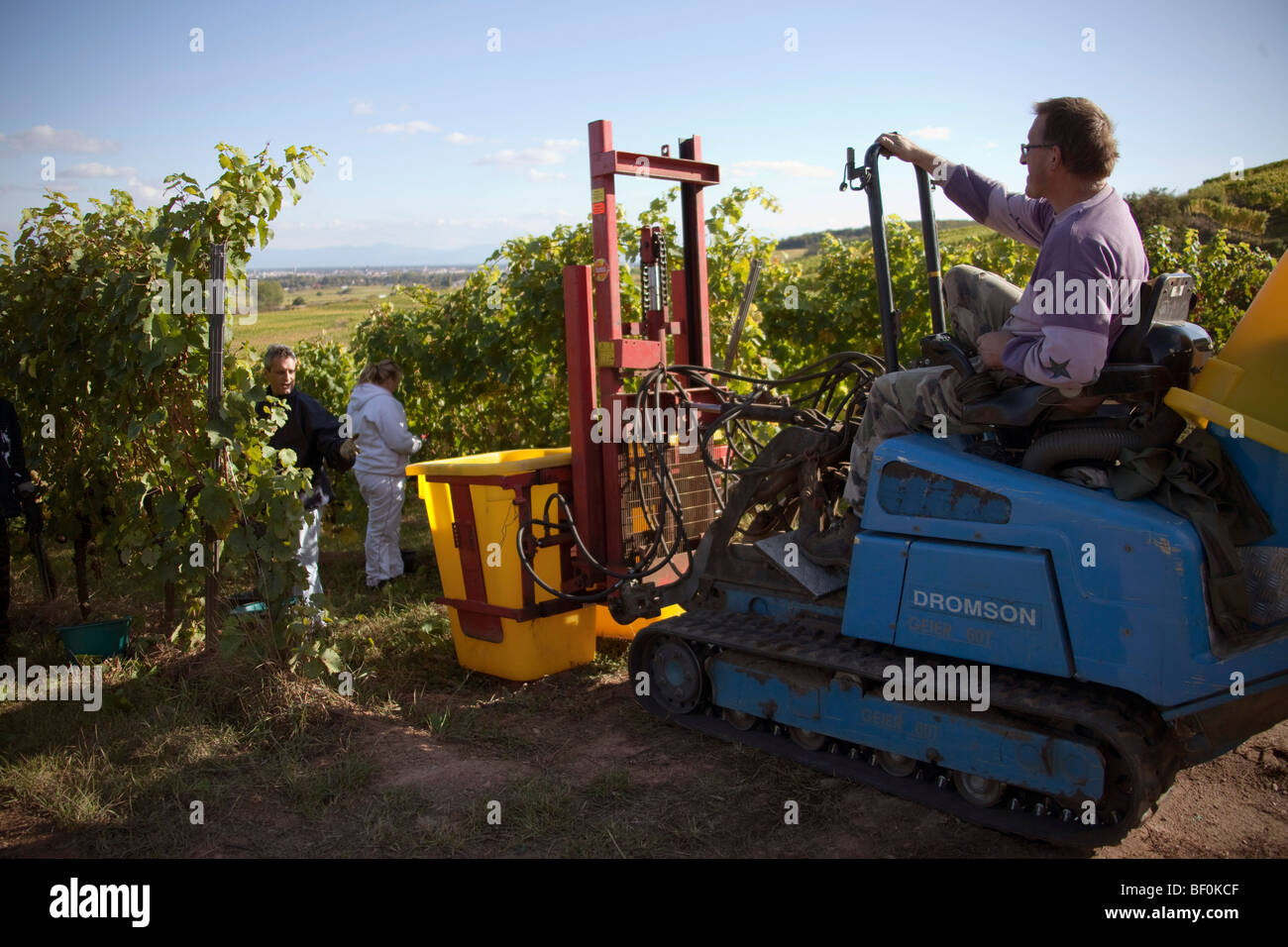 Vendanges harvesting tractor of Alsace grapes along the route des vins villages, Autumn, Alsace Haut Rhin, France 099624 Alsace Stock Photo