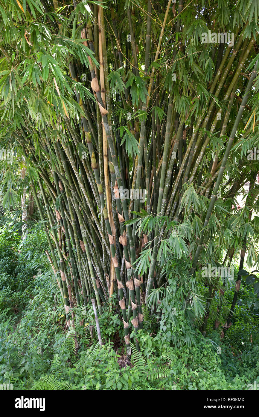 Large bamboo stand, Bali, Indonesia Stock Photo