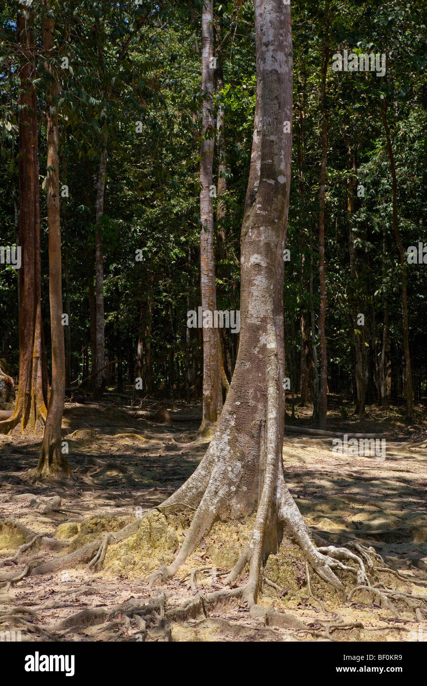 Buttress roots on a rainforest tree, Malaysia Stock Photo