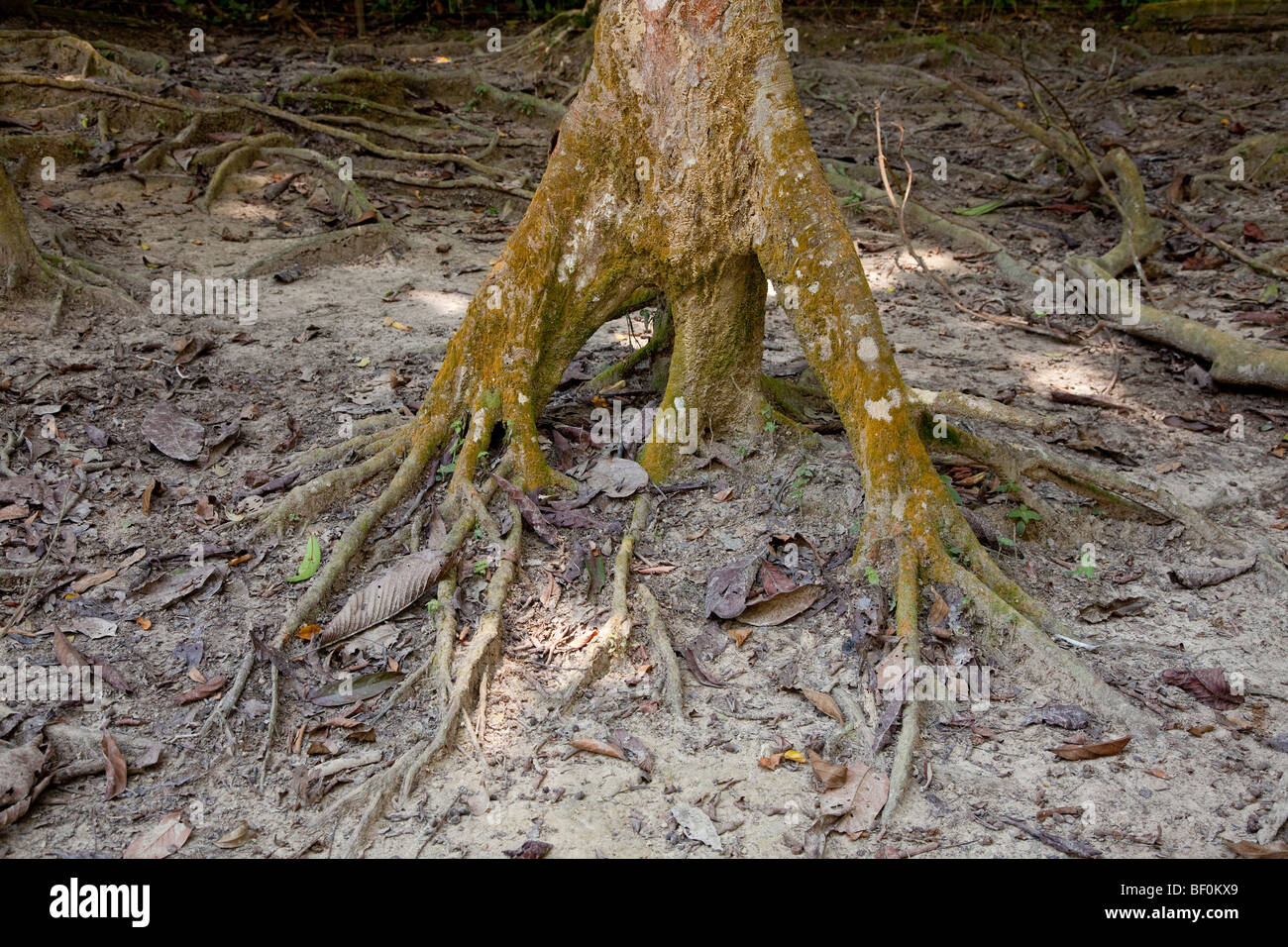 Tropical tree roots exposed due to aerial soil erosion. Malaysia Stock Photo