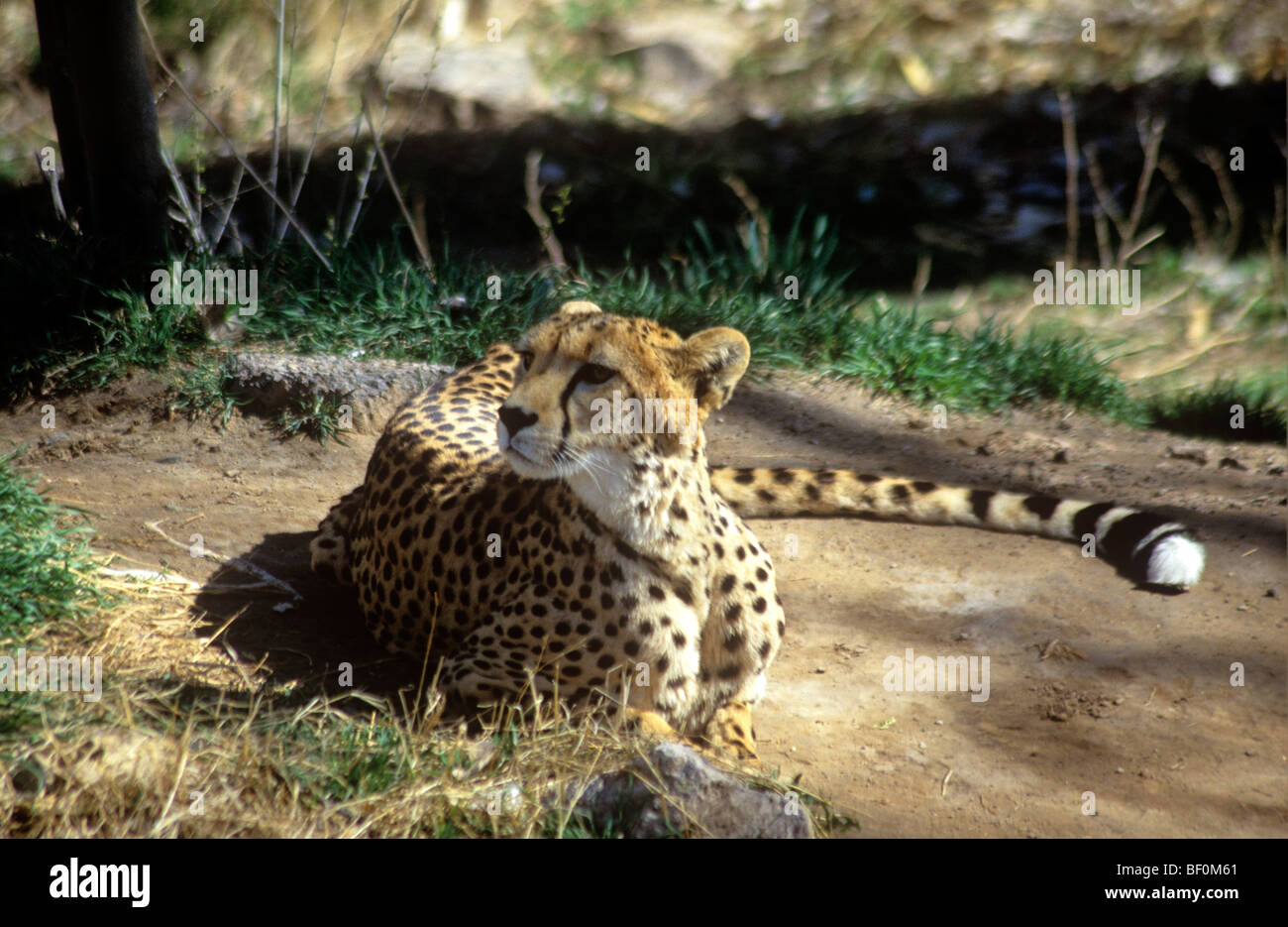 Cheetah at Albuquerque Rio Grande Zoo, New Mexico, USA. Stock Photo