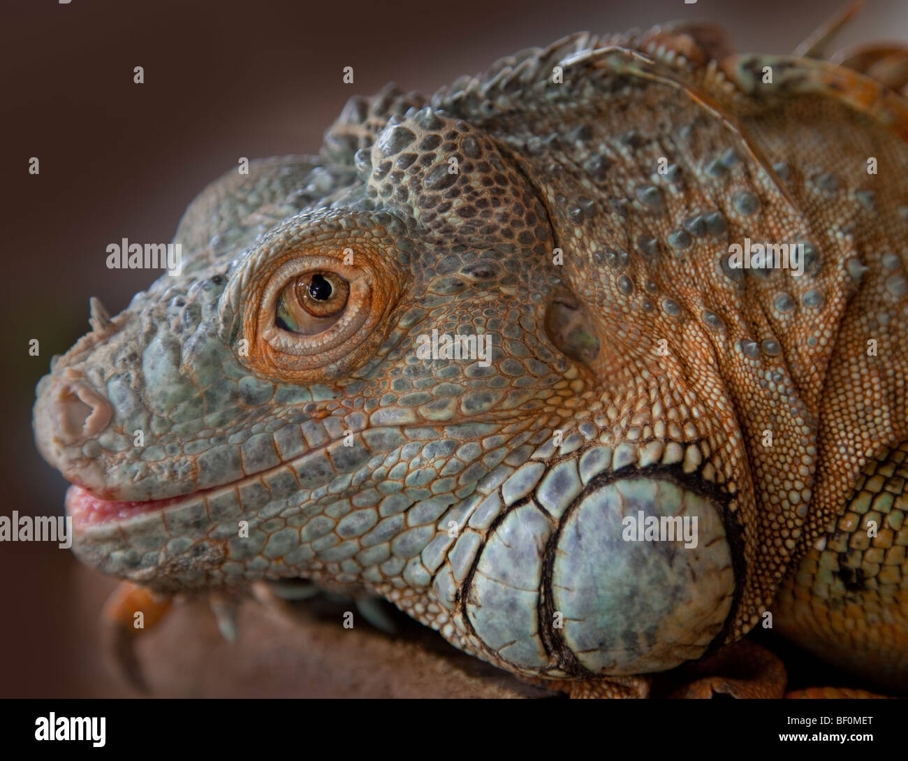 Iguana lizard head detail Stock Photo
