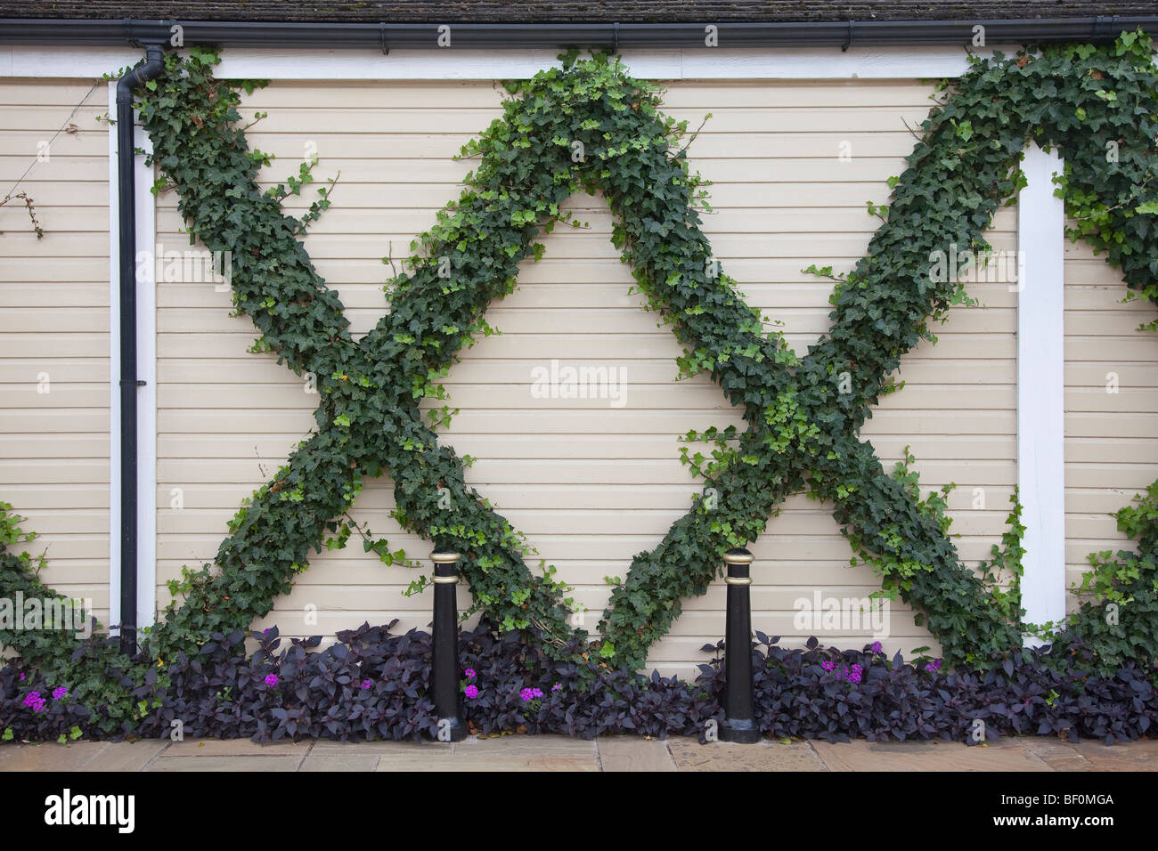 Climbing Ivy Hedera sp. growing on a wired former to create garden sculptured X on a boundary fence Stock Photo