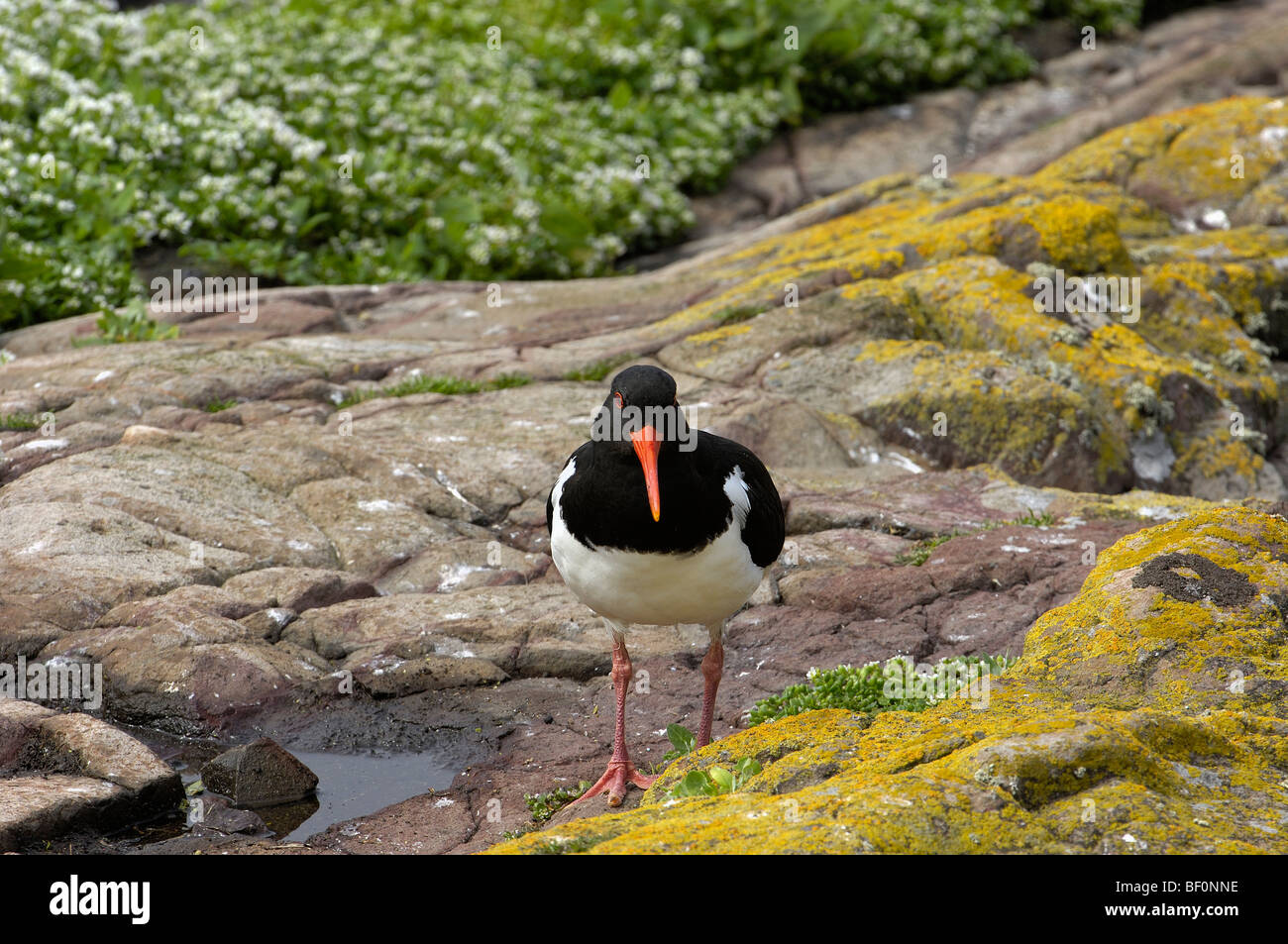Oystercatcher (Haematopus ostralegus). Scotland. UK Stock Photo Alamy