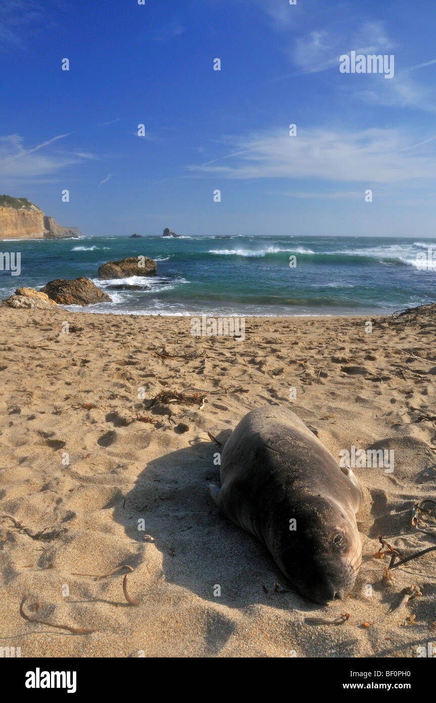 beached seal on the beach near Santa Cruz, California Stock Photo