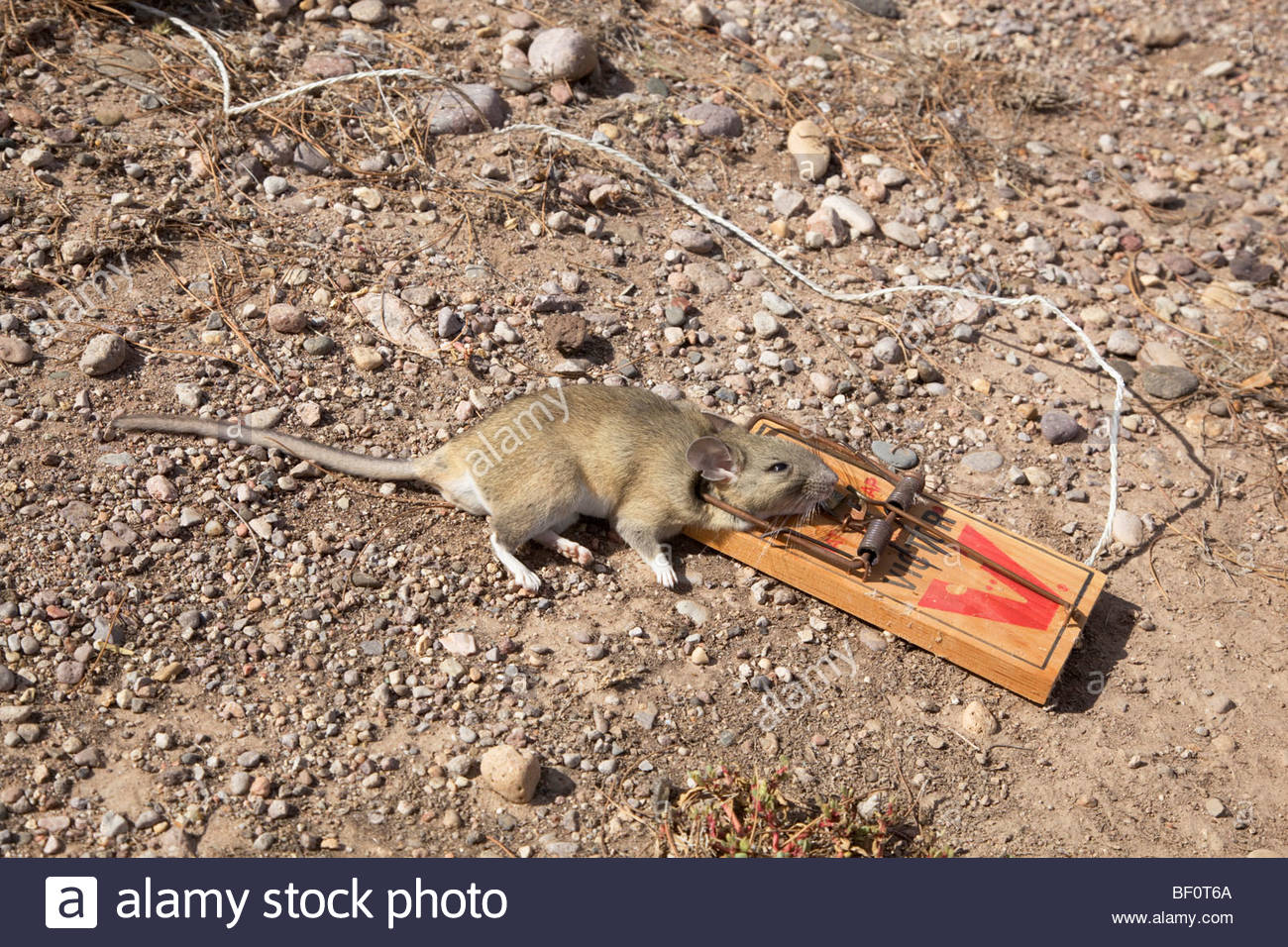 Arizona Pack Rat High Resolution Stock Photography and Images Alamy