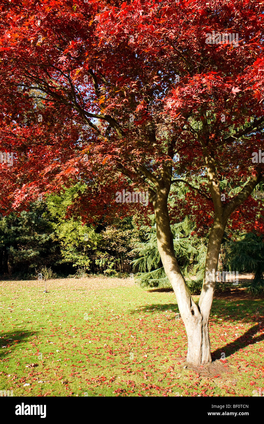 Japanese maple canopy hi-res stock photography and images - Alamy