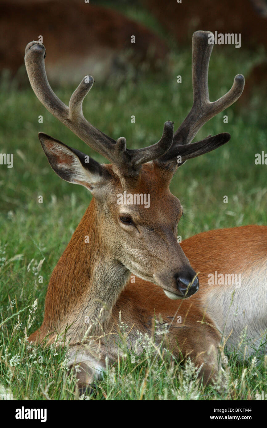 Hart deer hires stock photography and images Alamy