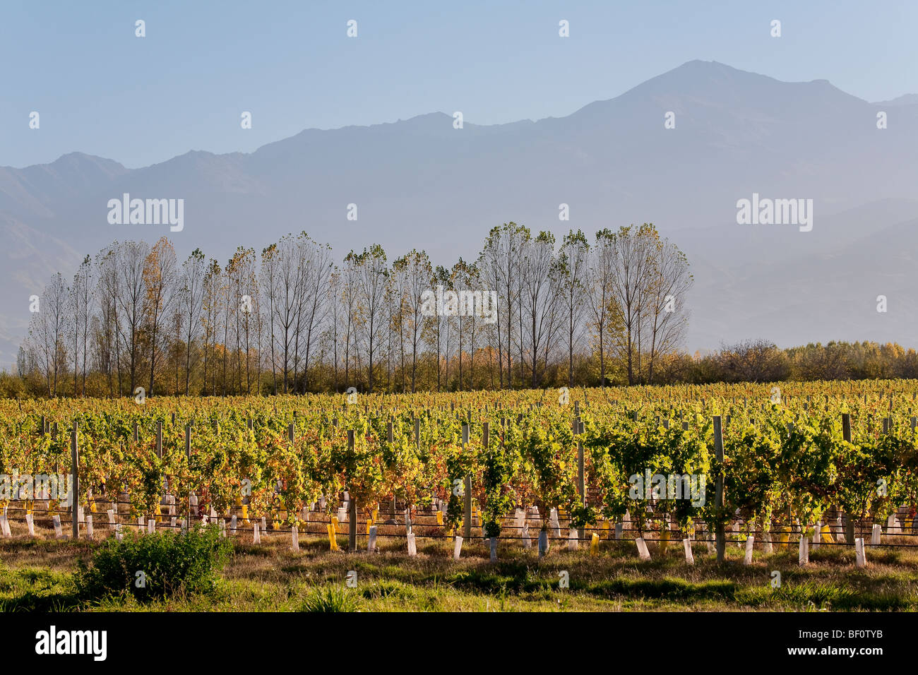 Vineyards, trees and Andes mountain range, Uco Valley, Tupungato, Mendoza province, Argentina Stock Photo