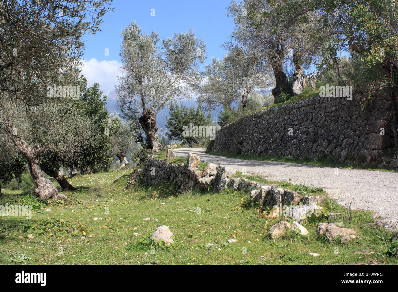 Olive grove near Sóller, Majorca Island, Spain Stock Photo