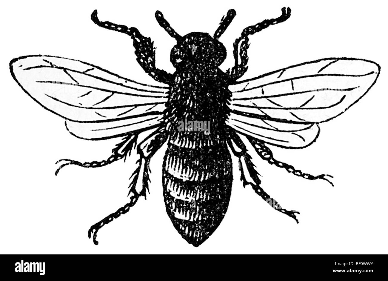 Bee, historical illustration from: Marie Adenfeller, Friedrich Werner: Illustrated cooking and housekeeping book, Friedrichshag Stock Photo