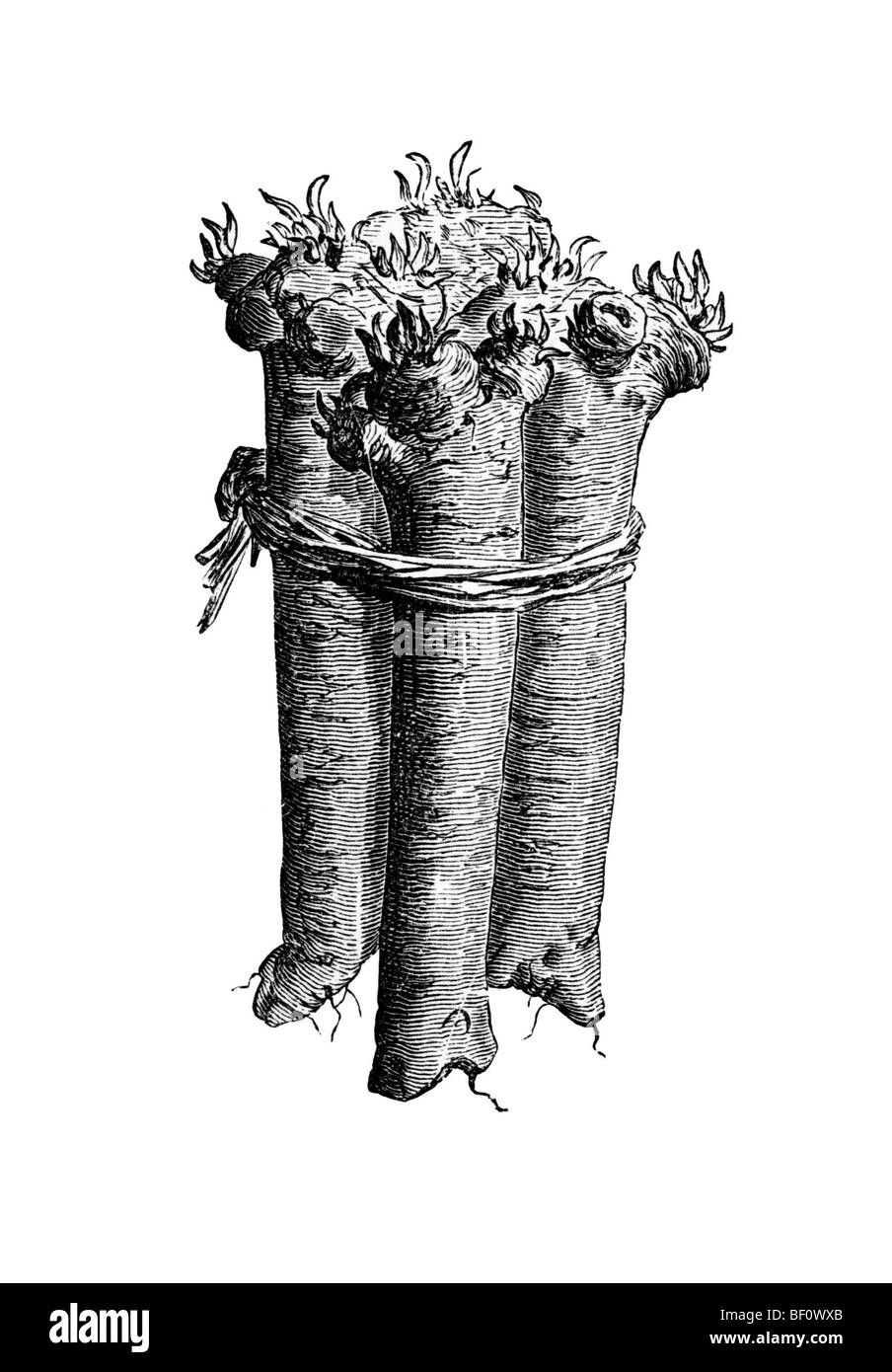 Horseradish, historical illustration from: Theodore Long: General Illustrated Garden Book, Vol 2, Leipzig 1902, p. 138, Figure  Stock Photo