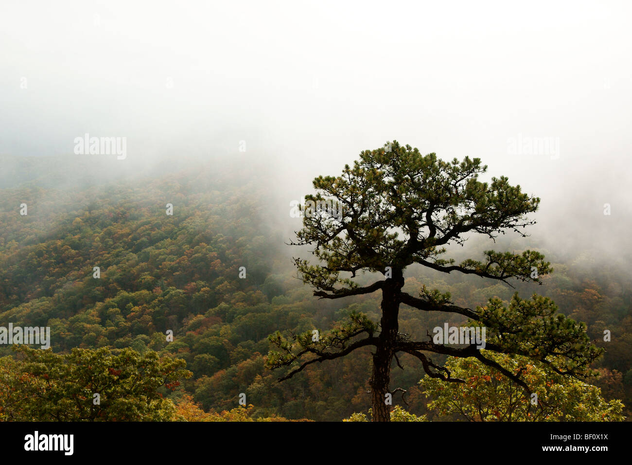 Above the clouds sits a lone pine tree on a mountaintop in the Shenandoah National Park. Stock Photo