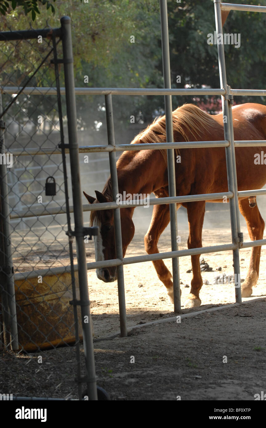Horse in a stable behind gates Stock Photo Alamy