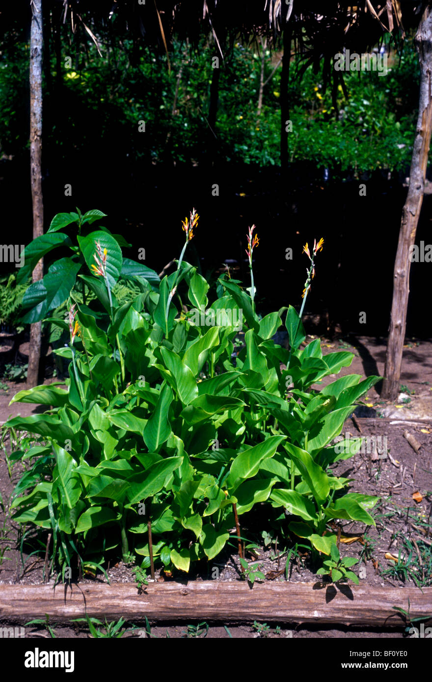 plants for sale at garden nursery, plants, garden nursery, Tulum, Quintana Roo State, Yucatan
