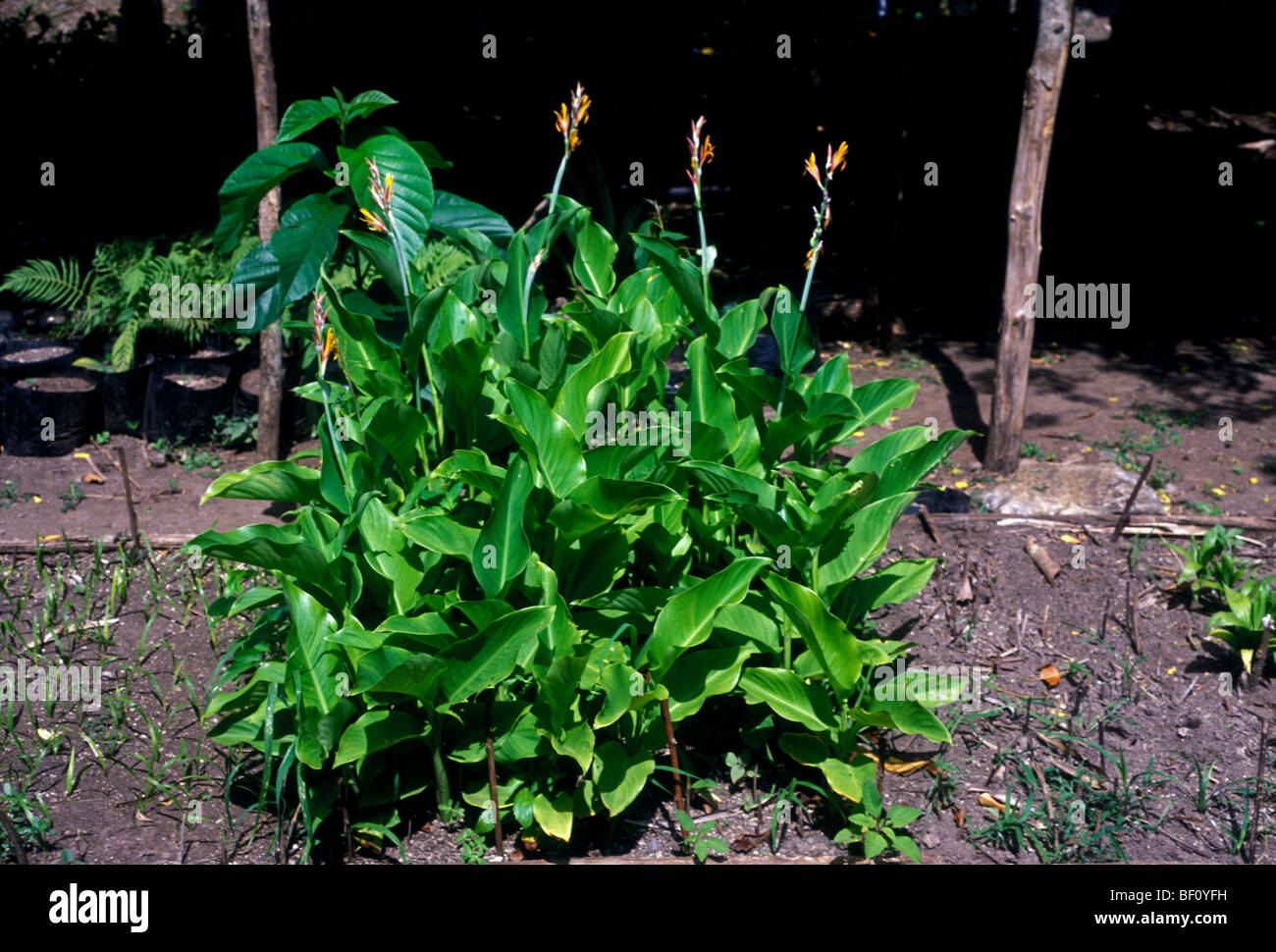 Plants nursery tulum quintana roo hires stock photography and images Alamy