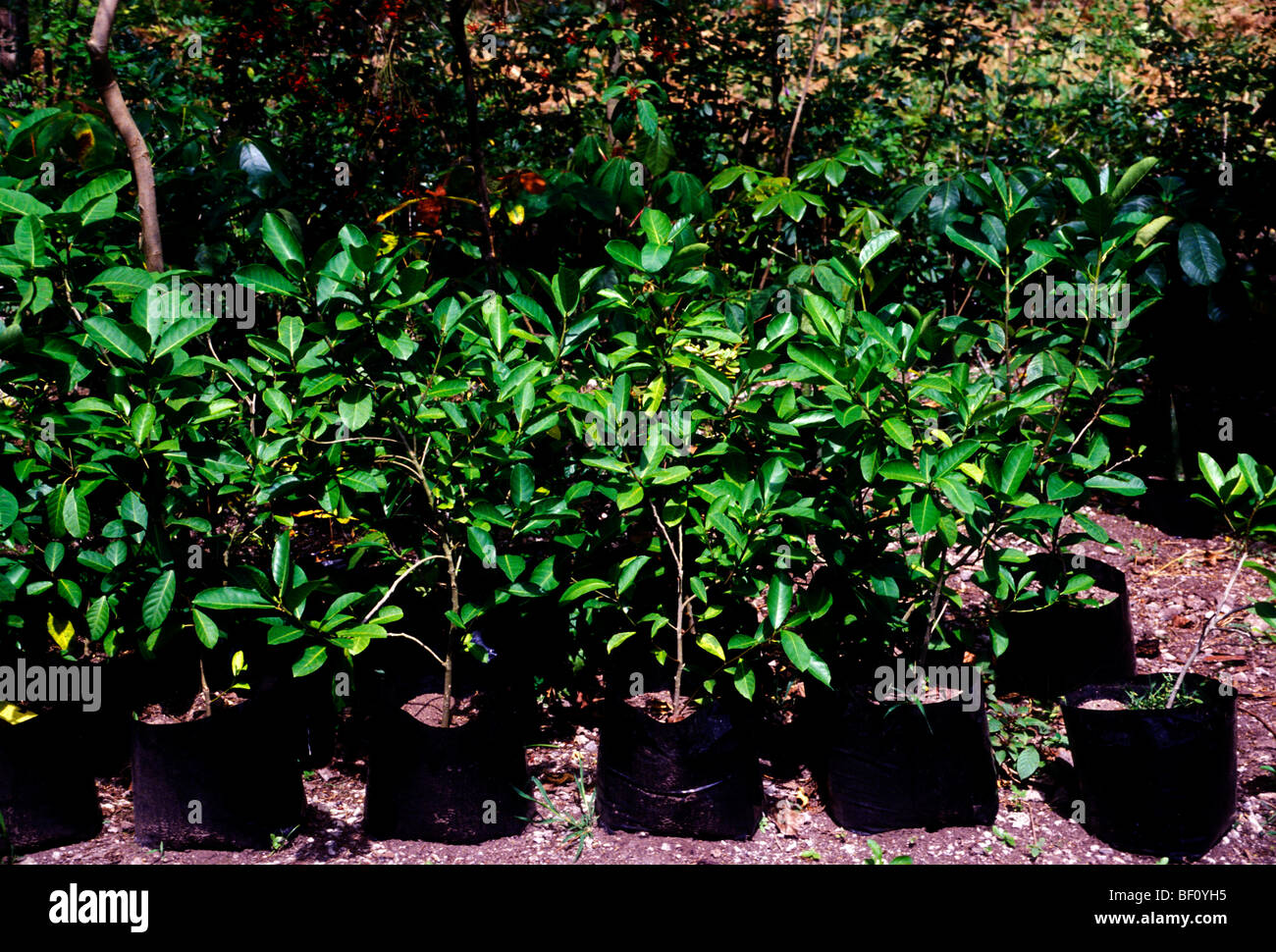 Plants nursery tulum quintana roo hires stock photography and images Alamy