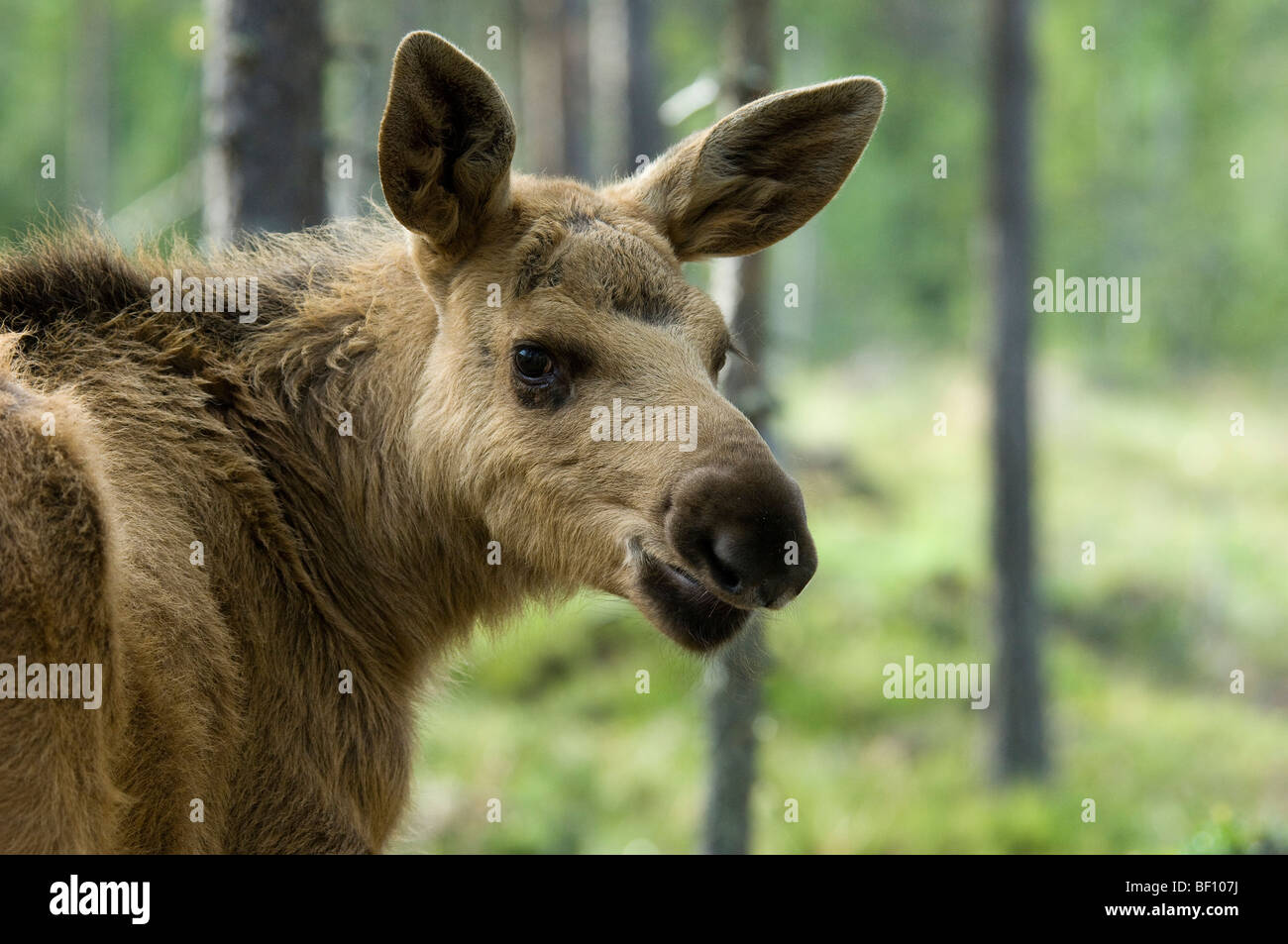 giovane alce Alces alces juvenile moose Stock Photo