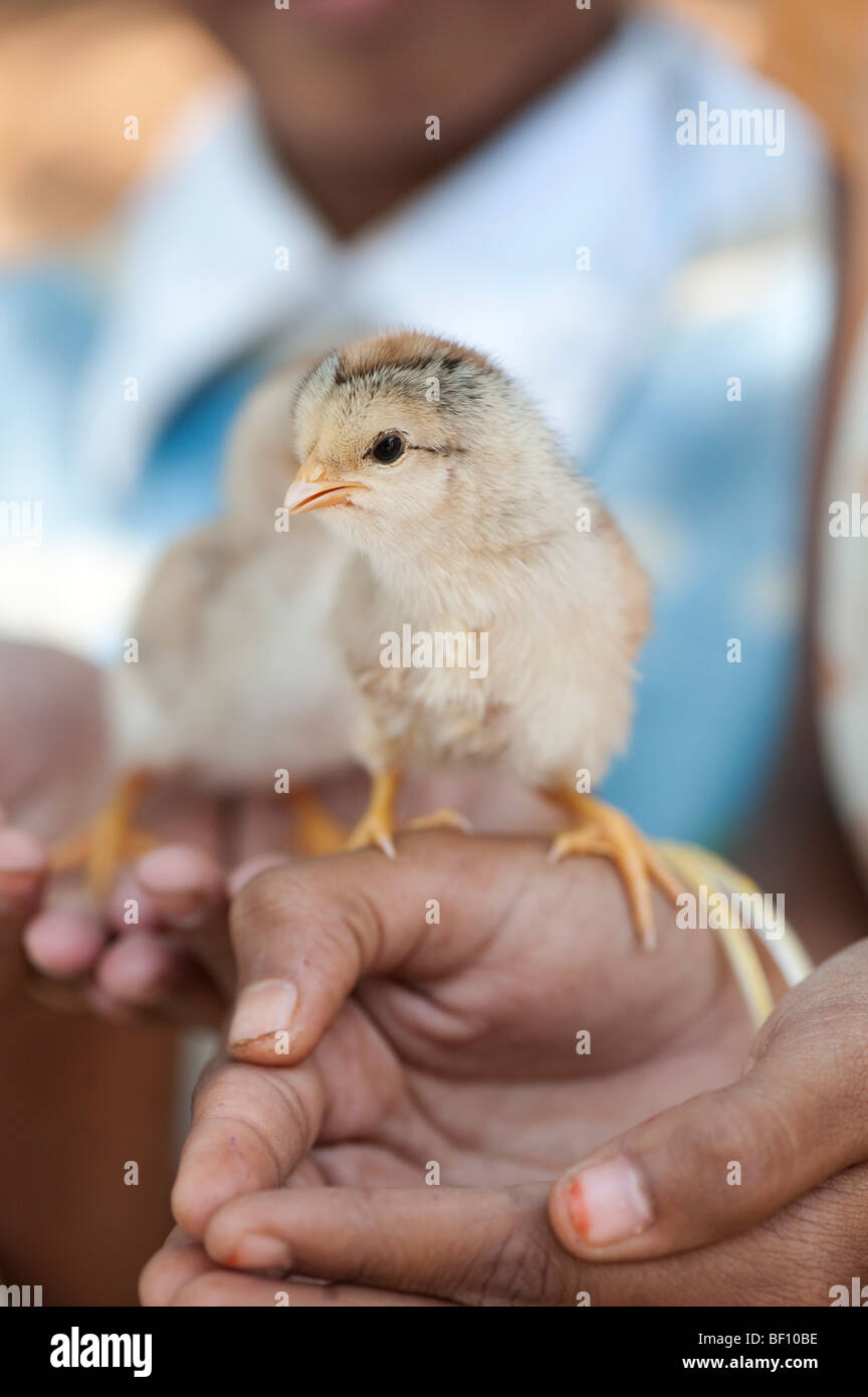 Young indian girls with chicks on their hands. Andhra Pradesh, India Stock Photo