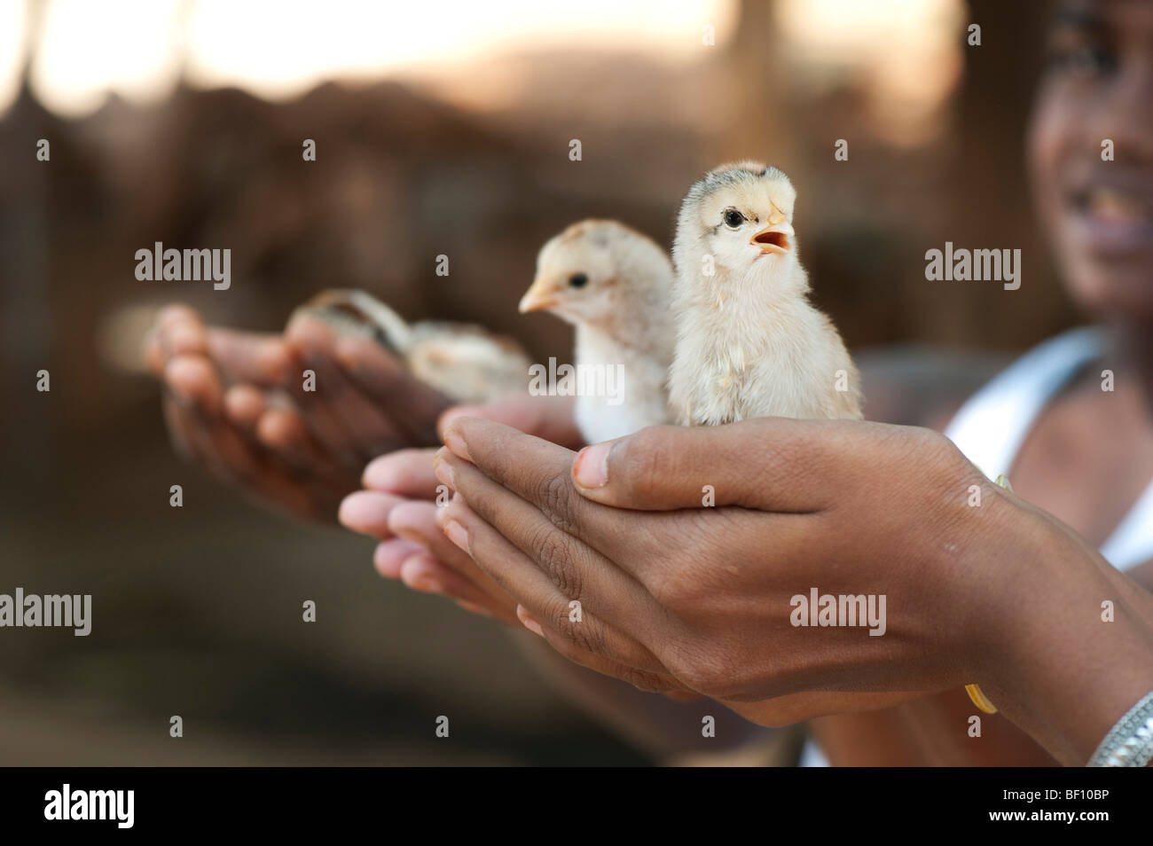 Young indian girls with chicks in the palm of their hands. Andhra Pradesh, India Stock Photo
