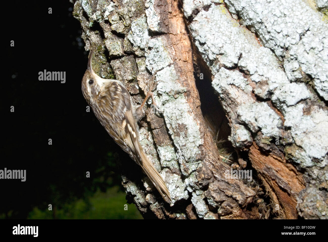 Short-toed Treecreeper (Certhia brachydactyla) Stock Photo