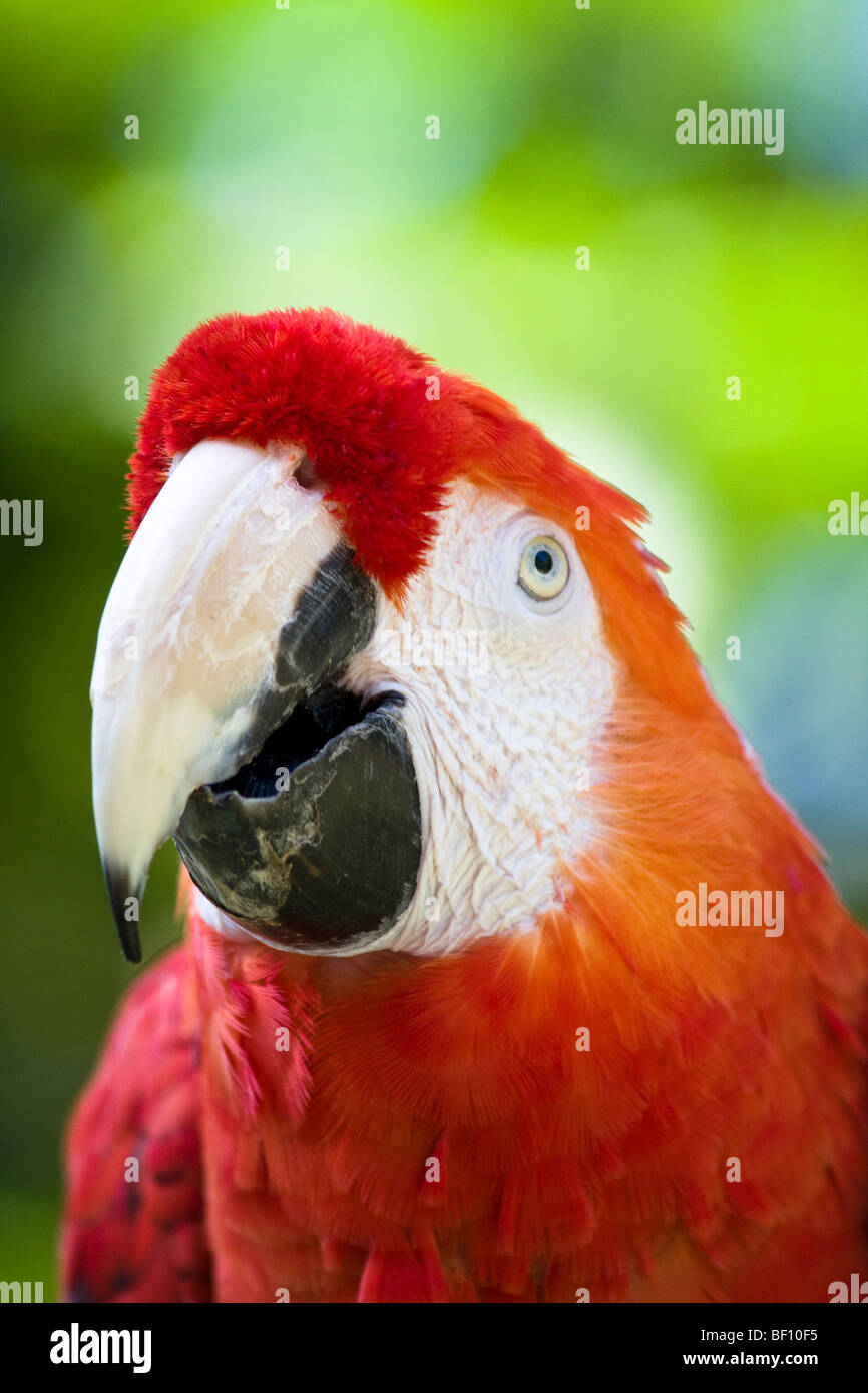A 'portrait' of a colorful 'Scarlet Macaw' surrounded by greenery at the 'San Diego Zoo' in 'San Diego,' 'California.' Stock Photo