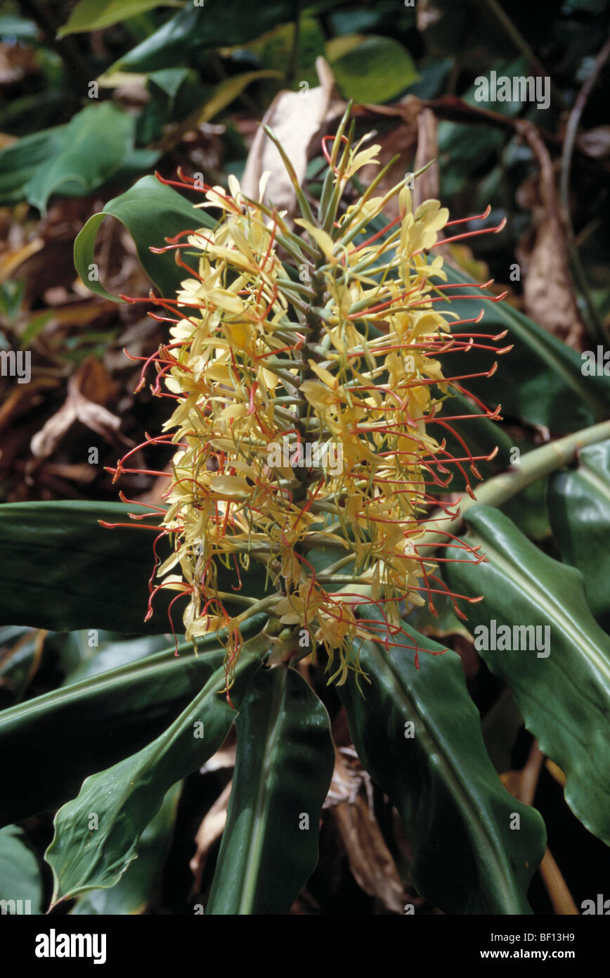 kahili ginger, ginger lily, hedychium gardnerianum, sao miguel, azores, portugal Stock Photo