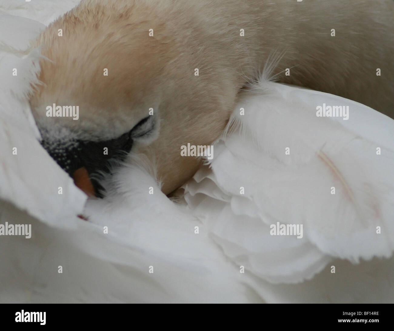 A sleeping swan by the Leeds to Liverpool Canal in Skipton Stock Photo