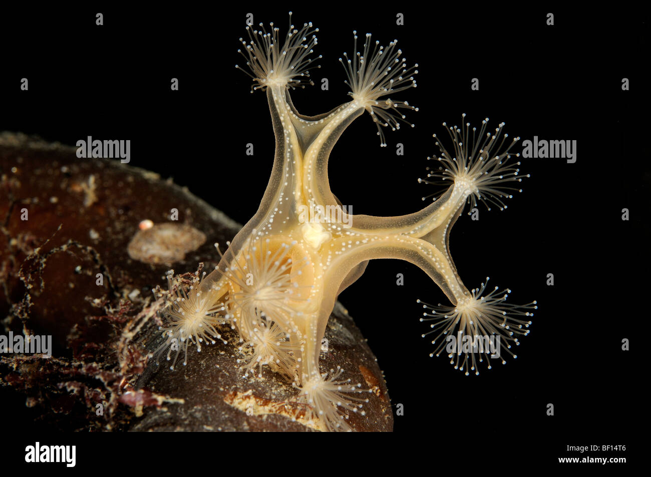 Lucernaria quadricornis, Sedentary jellyfish, jelly, White Sea, Russia Stock Photo