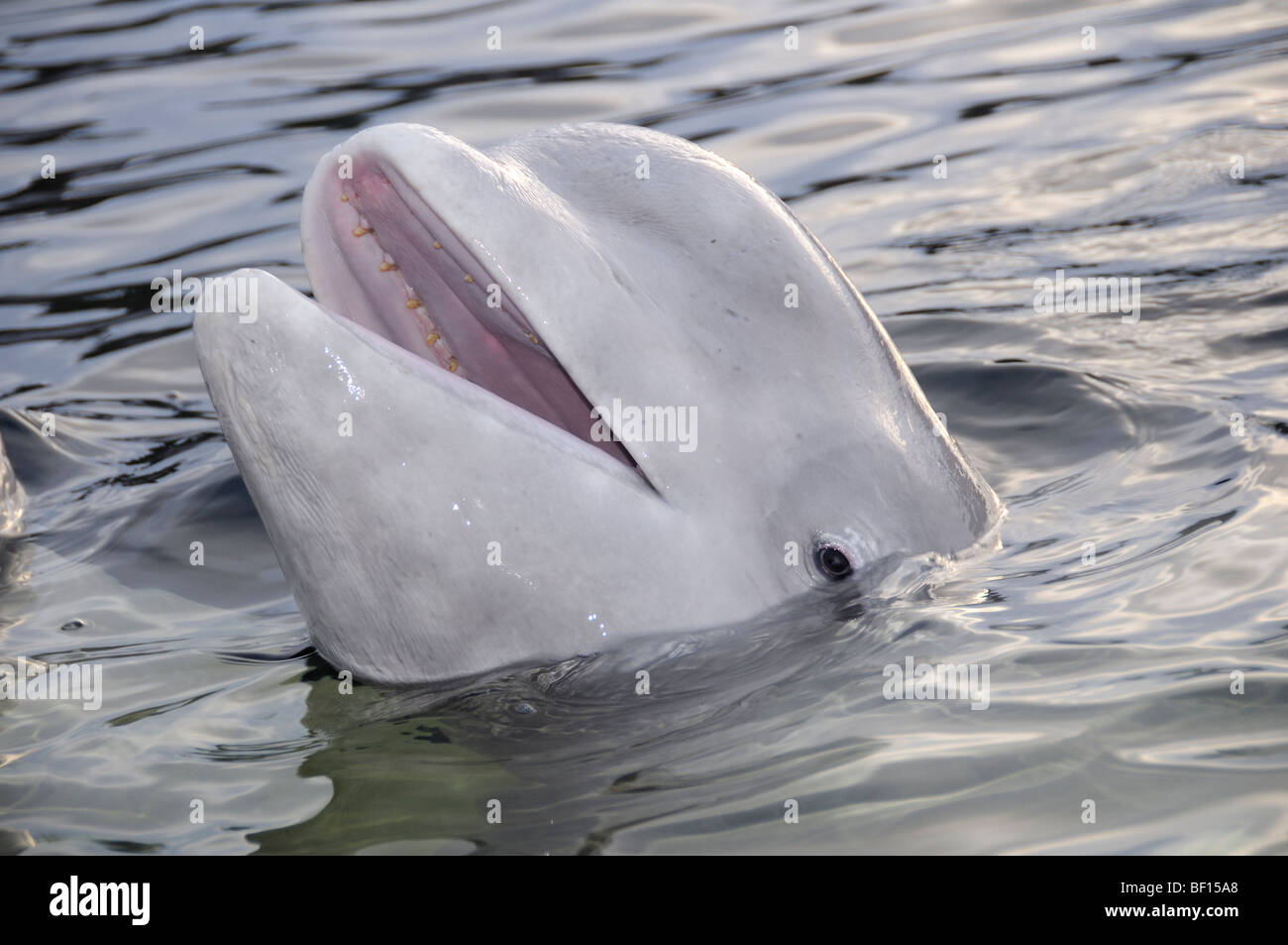 Delphinapterus leucas, White Whale, Beluga, Outdoor Delphinarium, belukha, Sea Canary, White Sea, Russia Stock Photo