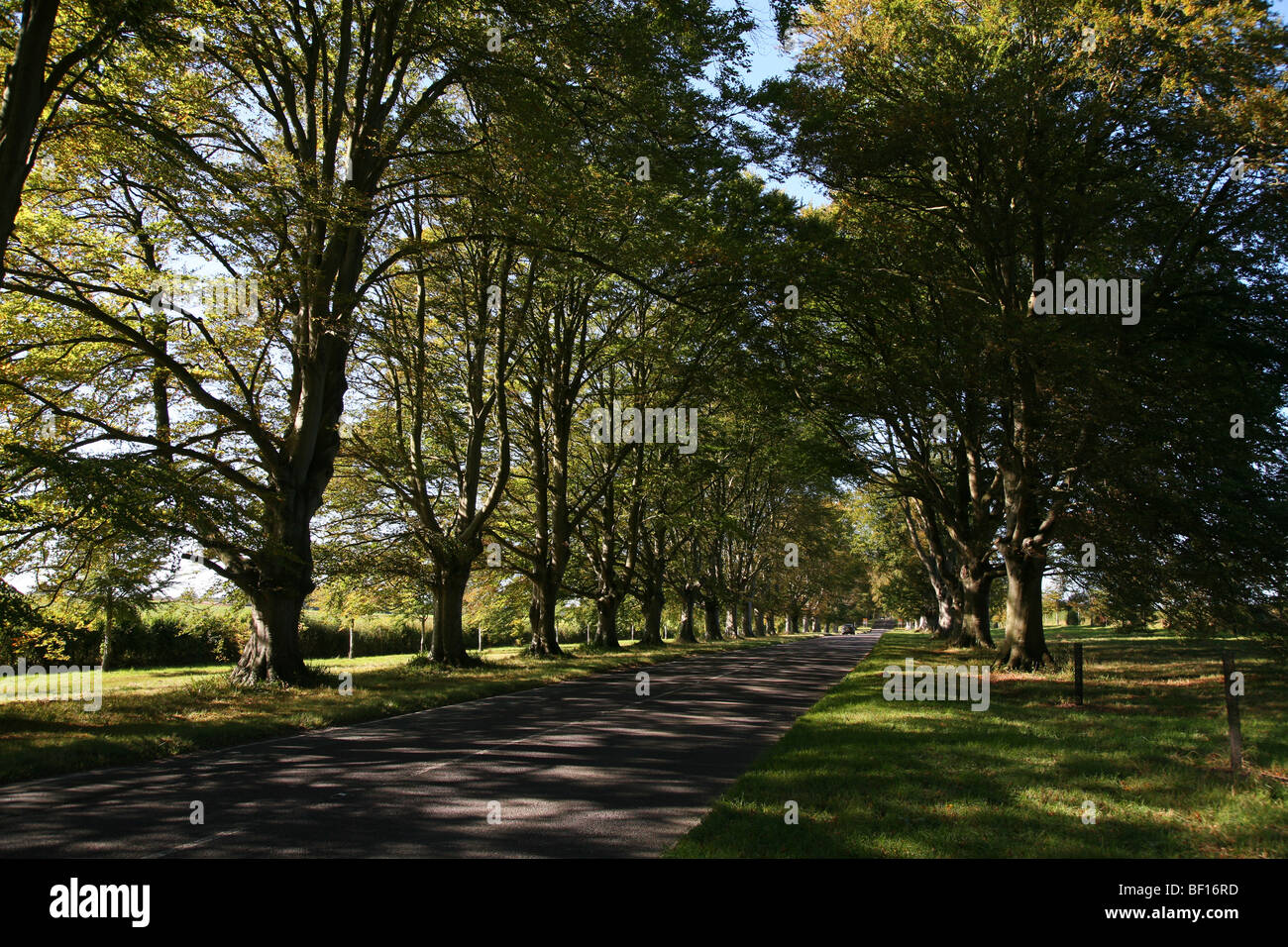 Fine avenue of beech trees on the B3082 which runs through the Kingston