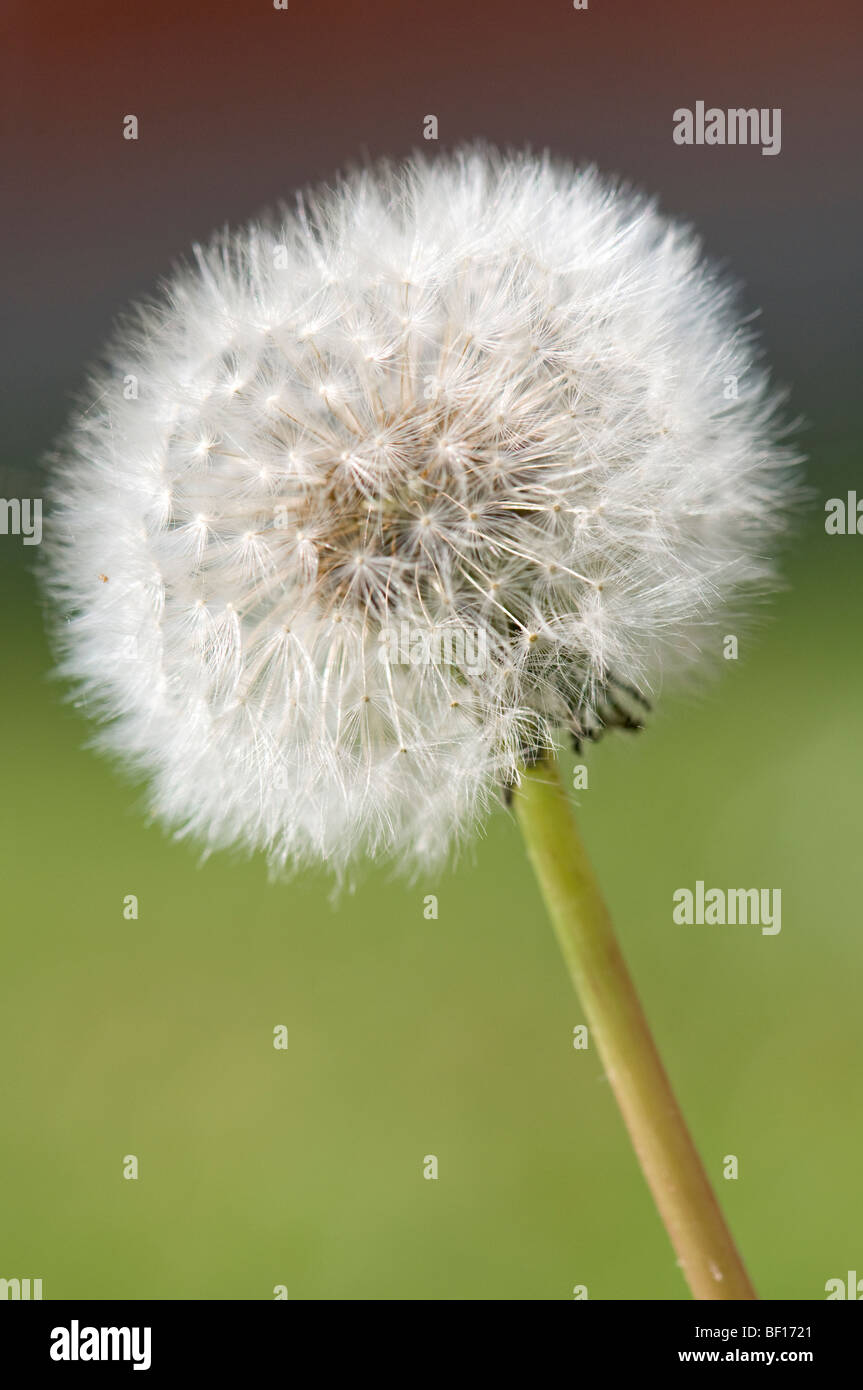Close up image of a dandelion clock Stock Photo - Alamy