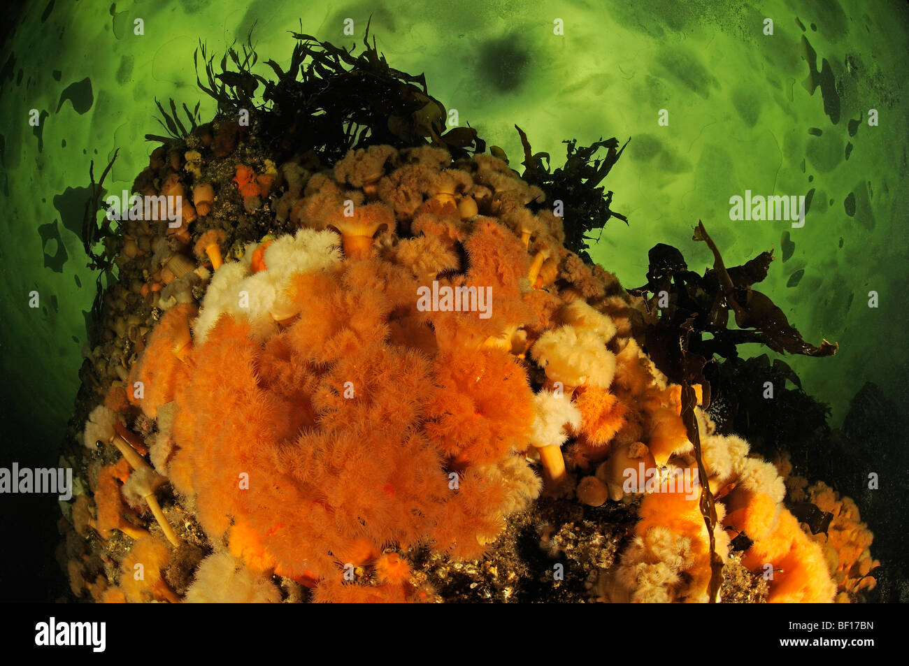 Metridium senile and Laminariales, Brown Sea Anemone and Kelp, White Sea, Russia Stock Photo