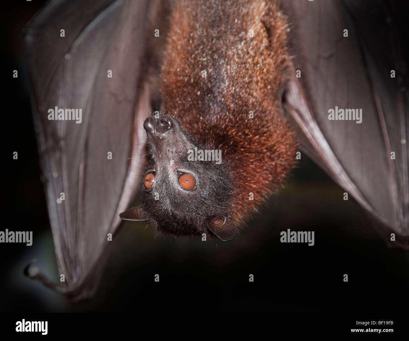 Flying fox bat face hires stock photography and images Alamy