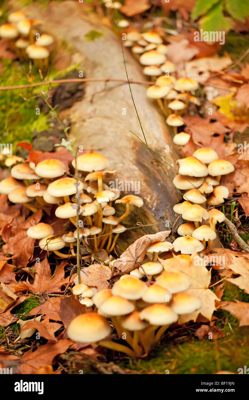 Cluster of small yellow mushrooms flourishing on a decaying log surrounded by fallen autumn leaves in a forest. Stock Photo
