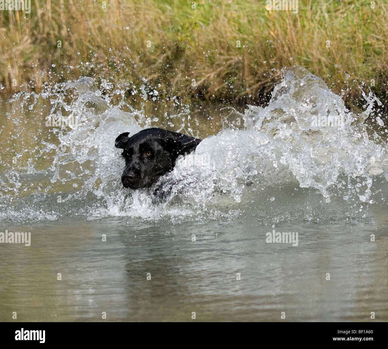 Black Labrador leaping into water to retrieve a duck for the hunter. Stock Photo