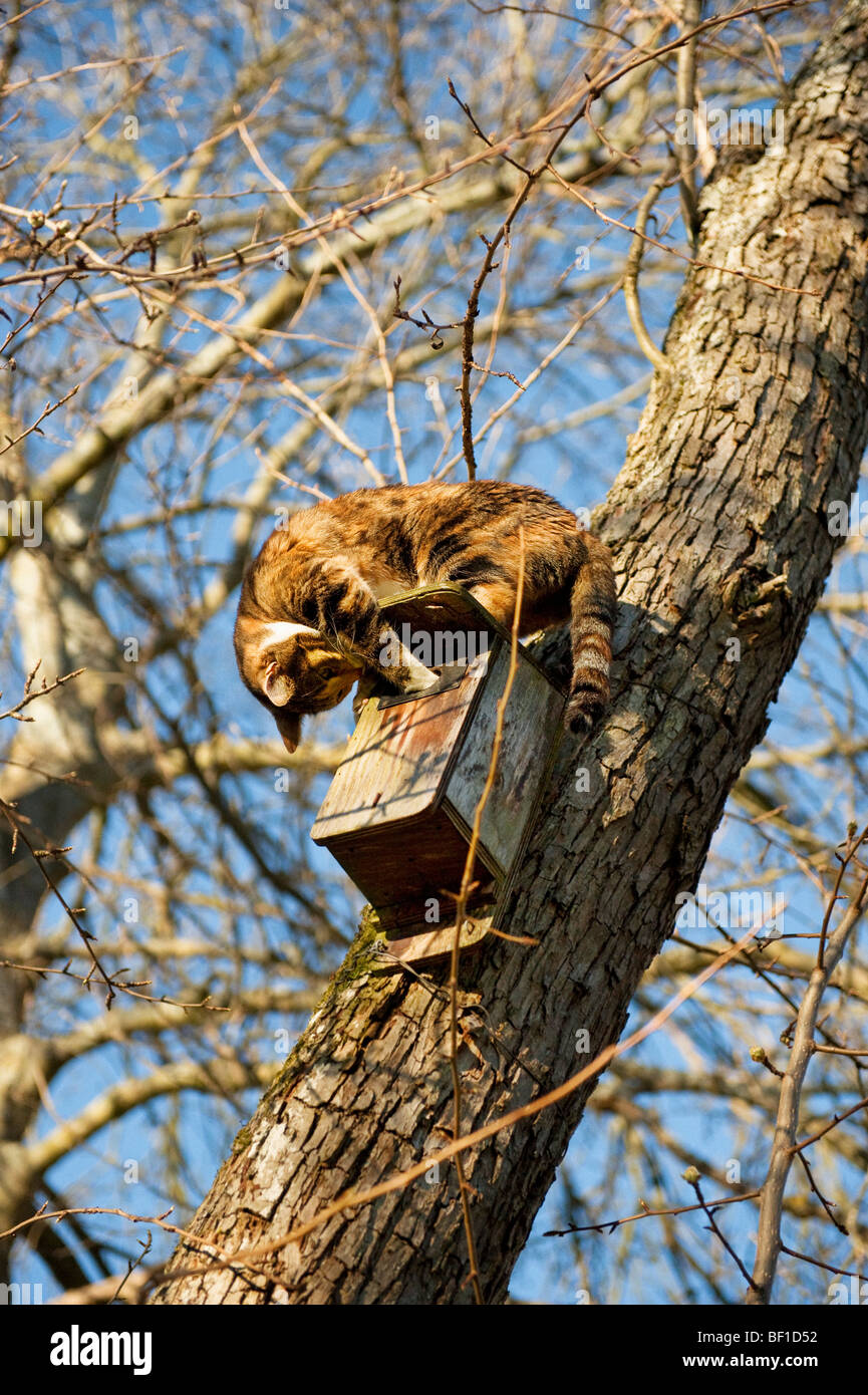 A cat and a nesting box in a tree, Sweden Stock Photo Alamy