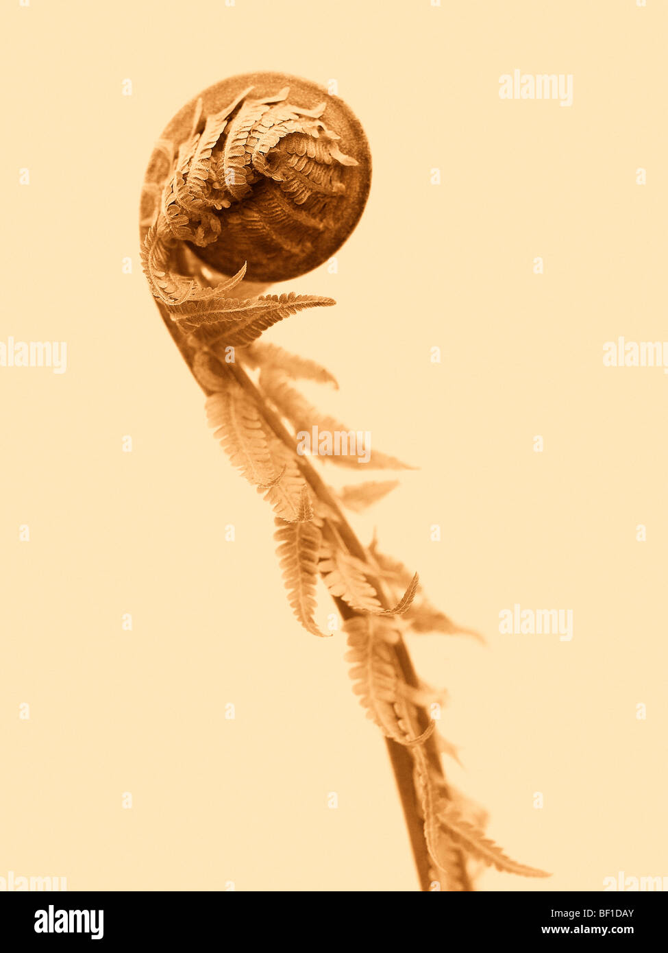 Close up fern developing hi-res stock photography and images - Alamy