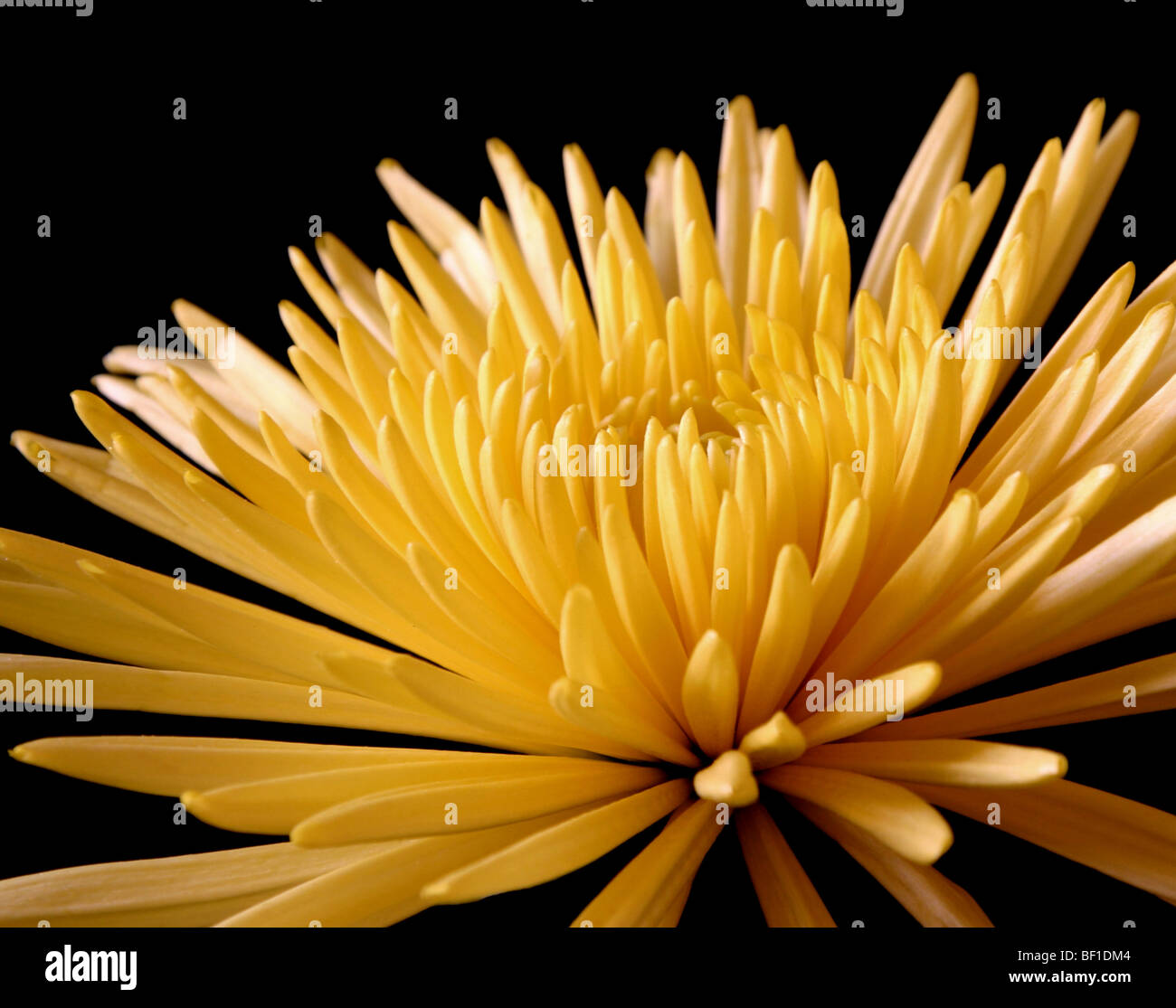 Yellow Quill Chrysanthemum Stock Photo