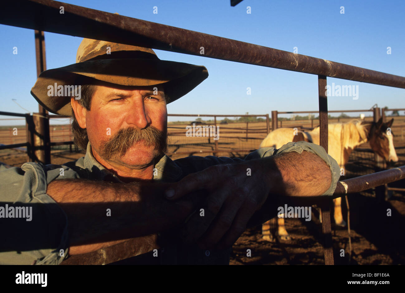 Cowboy, jackaroo, horse rancher Queensland Australia Stock Photo Alamy
