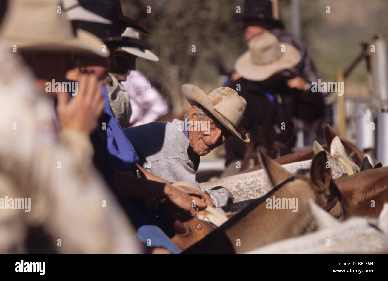 Rodeo, Cowboys riding horses, wearing stetsons, Queensland Australia Stock Photo